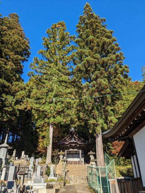Sans doute parce que nous sommes près des montagnes nous trouvons beaucoup de sapins de belles envergure