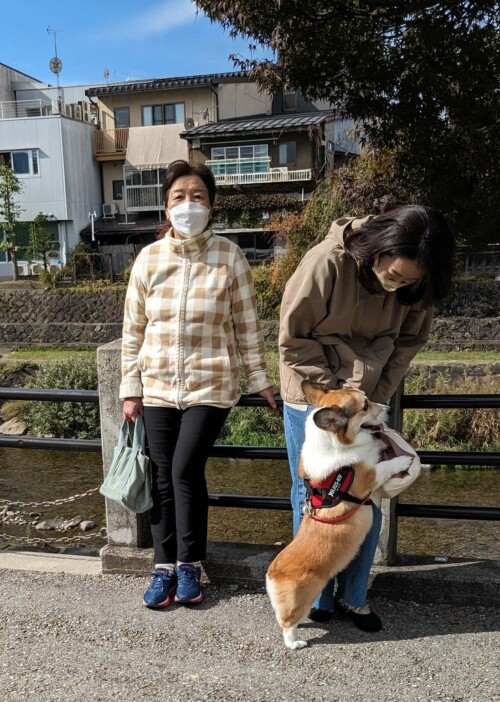 Envoie régulièrement des chiens un peu quémander et on leur laisse tout passer tant qu'ils sont kawaii