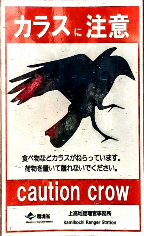 Le corbeau, très présent plus gros qu'en France on dirait, croisement un peu différent et un peu voleur si on en croit ce panneau