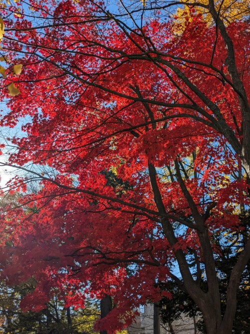 Enfin du rouge, sur les érables. Plus rare que les gingko car chaque érable devient rouge quand bon lui semble