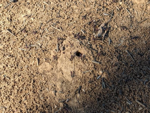Les fourmis,on en voit partout et de toutes les couleurs. Les noirs,pas de pbm. Les rouges,ça pique,les vertes sont venimeuses donc méfiance absolue.