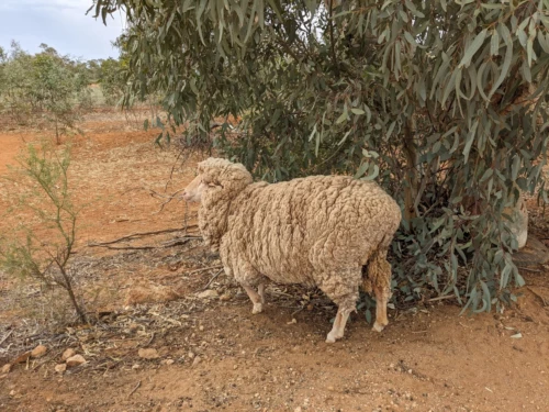 on découvre la ferme des emeus. c'est la que nous voulions faire du woofing. mais il n'y a pas de dispo