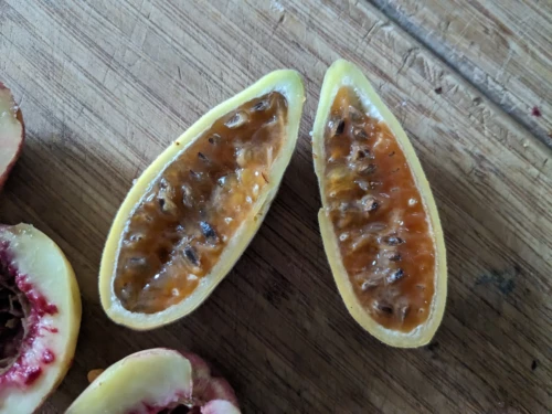 nous découvrons le Banana fashion flotte, qui comme son nom l'indique est un fruit de la passion en forme de banane, nos autres en ont beaucoup en cette saison et en donne même à leurs lamas qui en rafolent