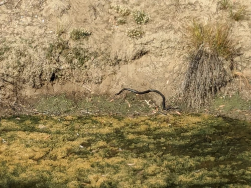 nous apercevons de l'autre côté de la rivière notre premier serpent tigre endémique point l'un des serpents les plus dangereux d'Australie, capable de nager comme il nous en a fait la démonstration ce jour-là