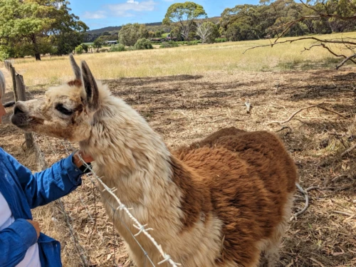 Reico vient caresser les lamas, un des trois lui appartient mais ce n'est pas celui-ci qui vient la saluer ce jour-là