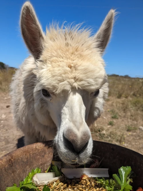 voici la jeune Rose, âgée d'un an et demi, qui vit dans l'enclos de nos autres avec sa mère. elle est un peu sauvage mais viens malgré tout pour le petit-déjeuner quotidien