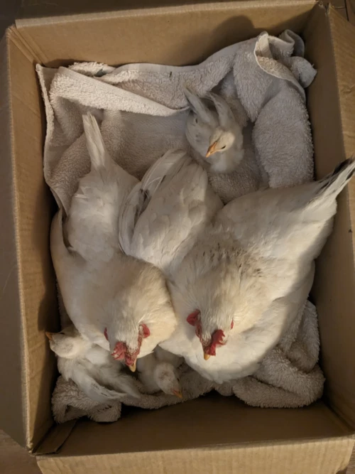 nos autres ont des poules de compagnie, avec des jeunes poussins dont une partie à mystérieusement disparu ses précédentes semaines. aussi pour sauver le reste de la portée, il les rentre le soir et on peut constater que les poules sont beaucoup plus dociles le soir lorsqu'elles sont à moitié endormies