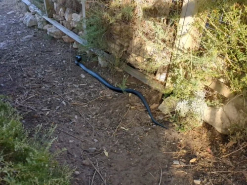 deuxième serpent tigre de notre séjour, ce sera heureusement notre dernier. nous découvrons qu'un iguane séjourne dans le jardin, et ce dernier est probablement notre meilleur défense car il repousse les serpents
