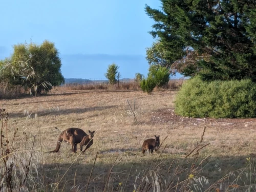 au matin, nous apercevons une famille de kangourou, dont le male dominant à gauche et très impressionnant