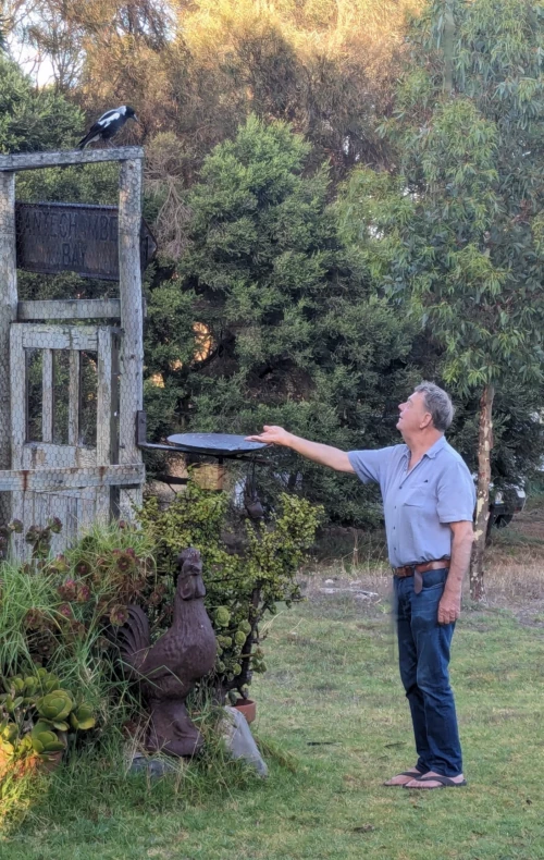 Eugène ici essaie d'apprivoiser un mail paille, oiseau endémique qui ressemble à un corbeau sauf pour ses couleurs blanches. il a un chant très original et sympa, et est un animal intelligent