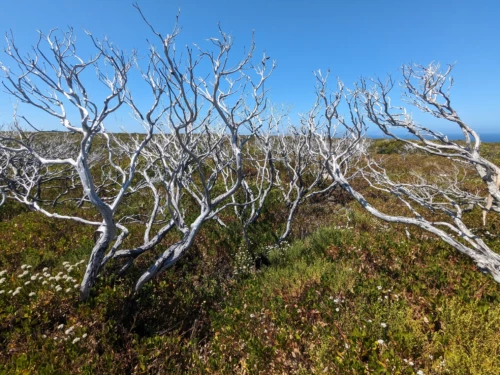 un gigantesque incendie qui a fait la Une médiatique en 2019, à ravagé presque toutes la végétation à l'ouest, mais avec les efforts beaucoup de plantes basses ont repoussé mais pas encore les arbres