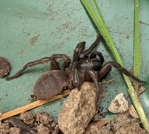 sans doute la meilleure découverte animale du séjour, cela ressemble selon Google Lens à une araignée mygale de type trap door, une proche cousine de la mortelle funnel web