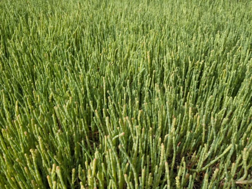 une semaine s'est passée et ce jeudi nous faisons une nouvelle randonnée juste à côté de là où nous habitons. les plantes que nous voyons ici sont en fait comestibles et ont un goût bien salé mais se mange sans problème en salade. je suis séduit