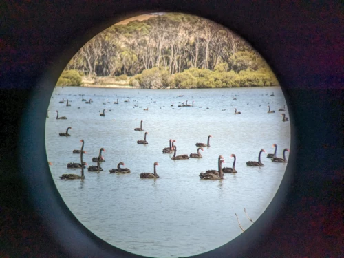nous arrivons enfin au point clé de la randonnée, un lac habité par des milliers de cygnes noirs essentiellement