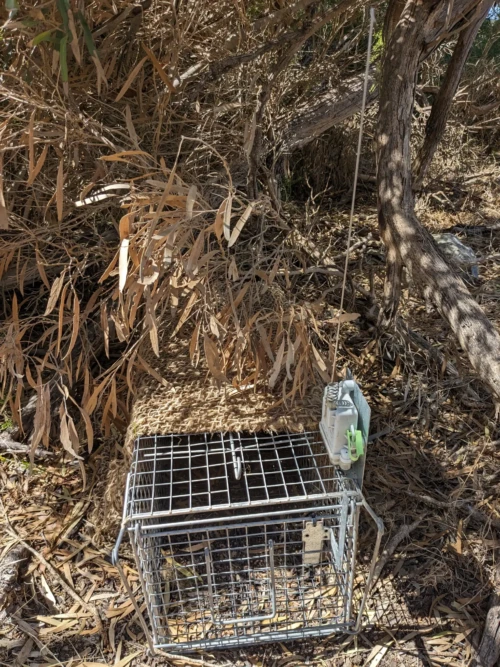 Lille interdit l'import d'animaux de type chat et renard, les cages accompagnées de caméra nocturne avec antenne, sont là pour enrayer toute potentiel prolifération