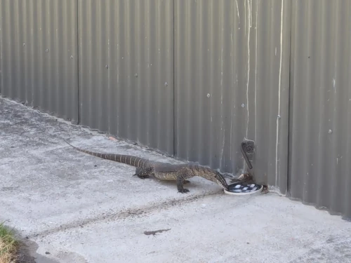 le fameux iguane qui a élu domicile près de chez nous, et qui pourrait être notre gardien contre les Tiger snake mais est aussi paradoxalement une menace pour les oeufs et donc les poules qui veulent les protéger