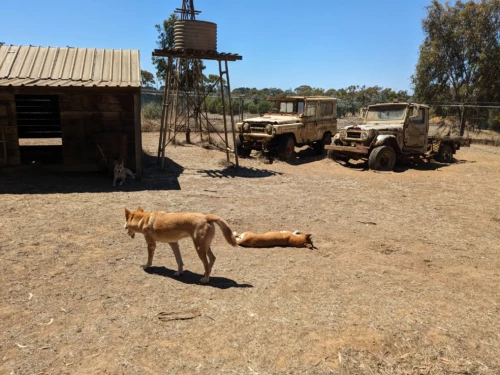 le fameux Dingo d'Australie, qu'on n'a pas réussi à croiser à l'état sauvage (on apprends à cette occasion qu'il y a une immense barrière de plus de 5000 km maintenu par le gouvernement australien et dont le but est de protéger le sud de l'Australie de la progression des dingos depuis le Queensland au nord)