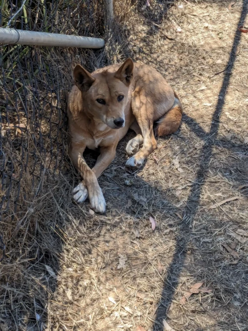 on a pu voir sur les vidéos commerciales que les dingos du parc sont plutôt sympas comme des chiens et aime se faire gratter les oreilles mais uniquement par les gardiens car cela reste dangereux