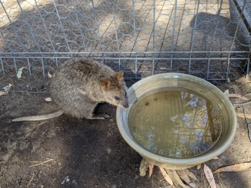 un autre marsupial moins connu mais pourtant élu marsupial le plus heureux de 2018, car il a toujours l'air content