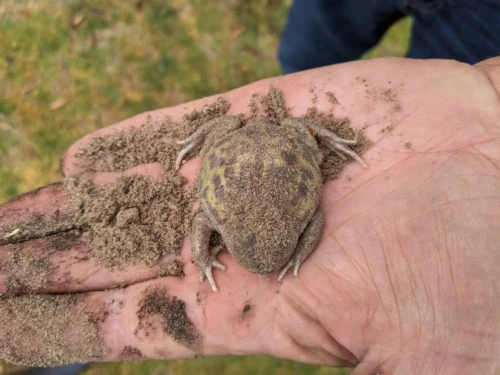 espèce endémique de grenouille qui s'était tiré près du réservoir d'eau, il s'agirait d'une espèce de grenouille nouvelle que John a découverte récemment et à soumis à l'Institut de recherche