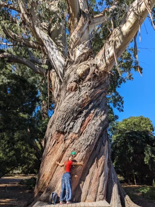 un immense spécimen d'eucalyptus. Les koalas ne mangent pas les feuilles de tous les types de Calyptus