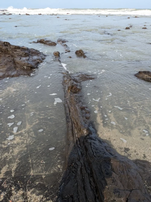 c'est un phénomène très rare qui demande à ce que les arbres des forêts soient fossilisés en quelques mois seulement sinon il se dégrade avant fossilisation