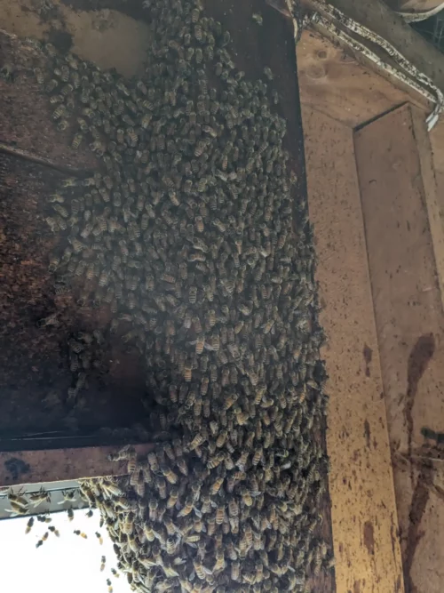 Les abeilles sont chassés des ruches dans lesquelles on extrait le miel mais certaines restent et on les retrouve ici
