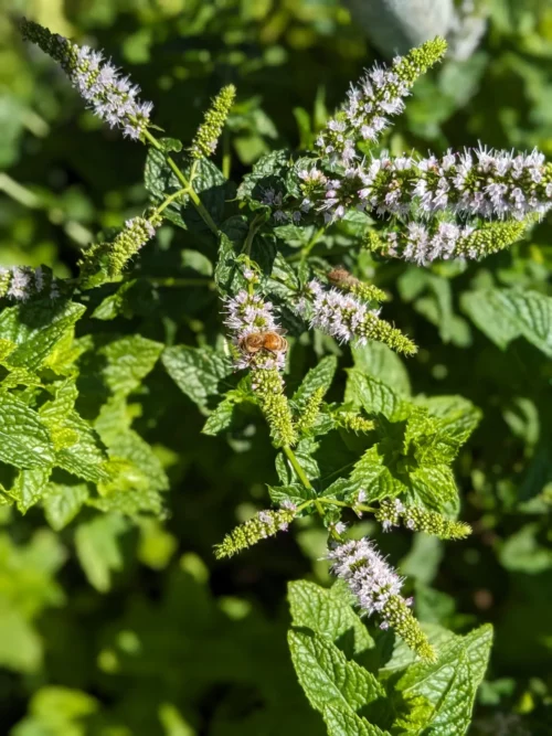 On revient déjeuner chez Adam et on prend en photo les plantes que les abeilles butinent dans le jardin
