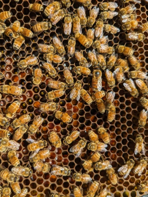 Les males, reconnaissable par leur plus gros abdomen et plus gros yeux, sont chassés de la ruche l'hiver car ils ne servent à rien