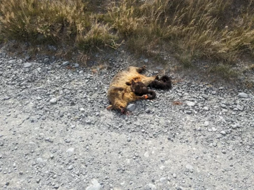 C'est triste à voir mais les poommes sont vus comme des nuisibles car il s'attaque aux oiseaux et à leurs œufs au bord des rivières qui eux sont endémiques et donc protégés