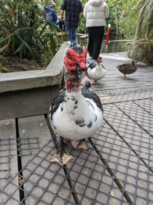 Dernier jour, nous faisons le parc animalier de la ville dans lequel on peut voir notamment les fameux kiwis mais pas que