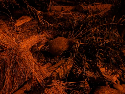 Le fameux kiwi, qui est un animal nocturne, donc la photo n'est pas fantastique puisque nous étions dans le noir