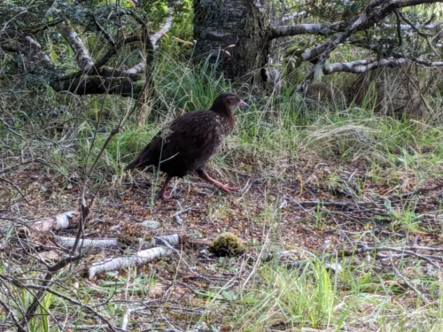 Il ressemble au kiwi mais ce n'en est pas un. Cet Oiseau vit souvent près des campeurs n'est pas très farouche et a un cri original