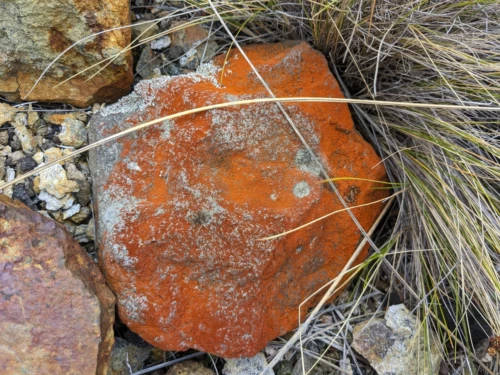 Il y a des tonnes de variations de couleur orange sur les pierres ce qui est dû à l'activité volcanique