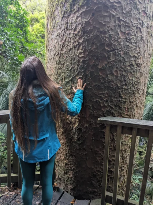 Les kaoris sont les arbres endémiques, ils ont été en grande partie coupée pour leur bois point nous visitons ici un parc où ils ont été préservés. Ce sont des arbres gigantesques et pouvant être plusieurs fois centenaire