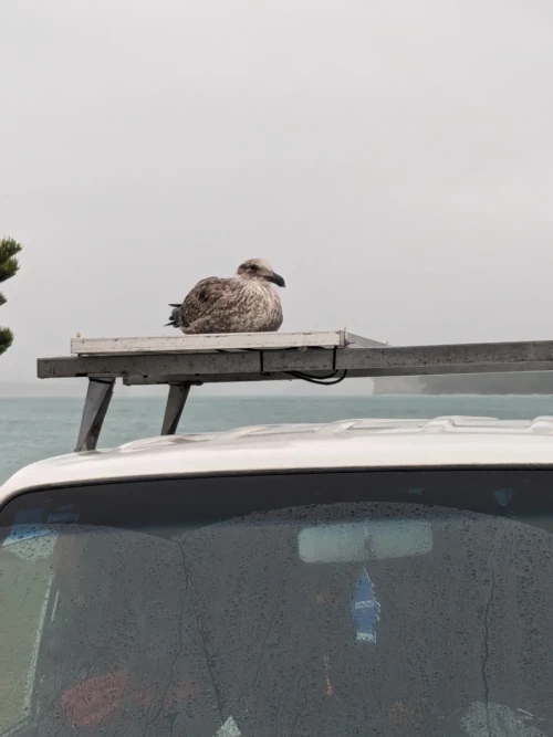 Nous nous posons au nord de Klang avec l'ambition de prendre le ferry pour rejoindre le centre-ville. Malheureusement la tempête s'est levée ce weekend là et le ferry était à l'arrêt