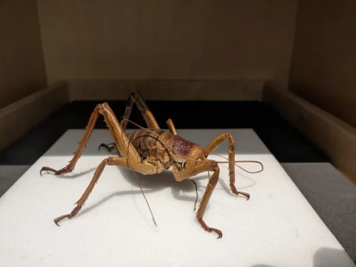 Les insectes en Nouvelle-Zélande sont atteints du gigantisme insulaire, ici se représentant est totalement inoffensif il a juste une énorme carapace pour se protéger