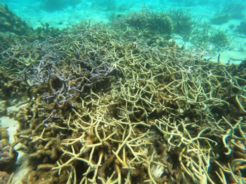 On a beaucoup vu de corail et peu de poissons par rapport à d'autres endroits. C'est quand même très agréable à voir