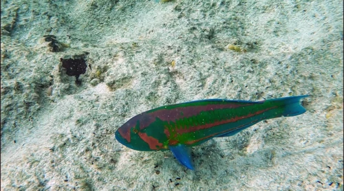 Il y a un fort courant dans la baie d'Oro, là où l'océan se connecte. On prend en photo un poisson perroquet qui se déplace sans pbm comparé à nous