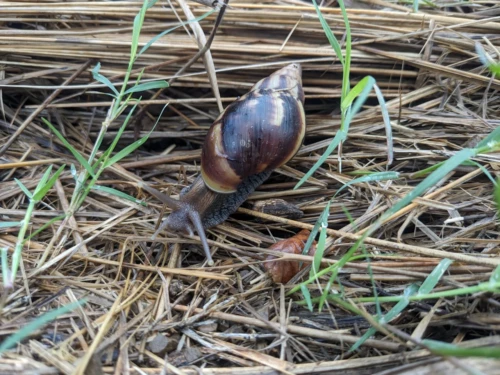 Les escargots d'Afrique du sud prolifèrent et sont néfastes donc à écraser (et leurs coquilles sont dures)