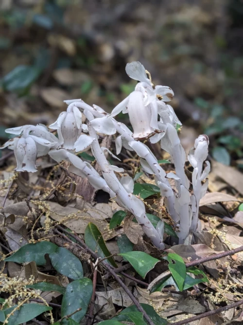 On découvre une plante étrange, et en utilisant Google Lens on apprend qu'il s'agit d'une plante assez répandue au Japon et qui est en fait dénué de chlorophylle. elle ne fait donc pas la photo synthèse et cela explique qu'elle n'est pas de couleur verte
