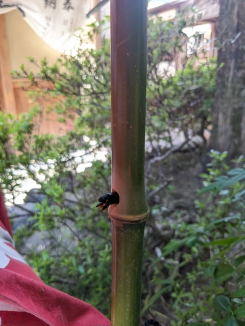 Un insecte très bruyant la croisée pas entre un frelon et un cafard point prendre les observant on se rend compte qu'il s'insère dans les trous d'une structure de bambou on imagine que c'est là qu'il font leur nid