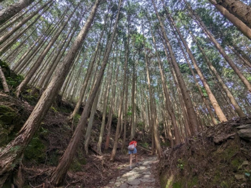 Il y a énormément de pain dans cette montagne, il semble avoir été planté par l'homme mais cela est à confirmer