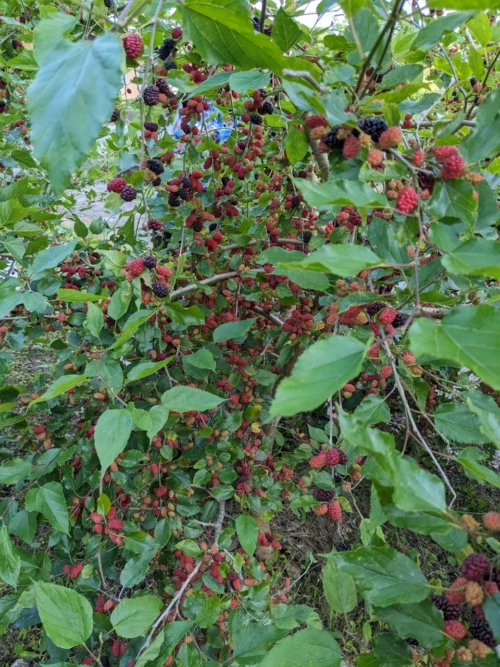 Notre août, une dame autour des 80 ans, et très attentionné et nous propose plusieurs activités locales, à commencer par la cueillette de fruits qui ressemble beaucoup au mures avec ses amies
