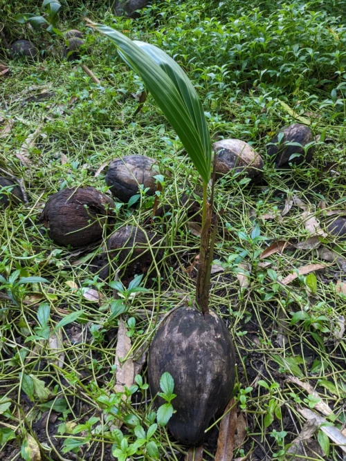On teste le coeur de coco (l'intérieur de la pousse de coco), on dit que c'est super bon mais cru c'est pas fou je trouve