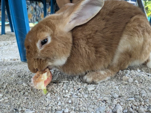 le lapin de Warren (qui est choqué que nous en mangions, mais lui se régale avec les tortues donc bon)